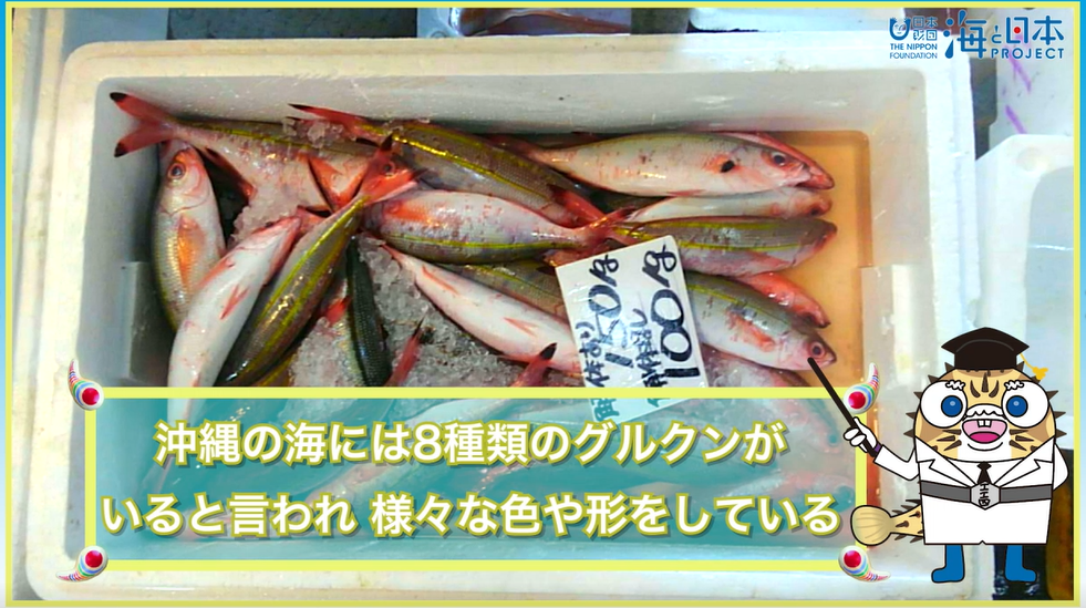 マブヤー アバサンシン０８ 沖縄の魚の名前を学ぼう 海と日本project In 沖縄県 海do宝