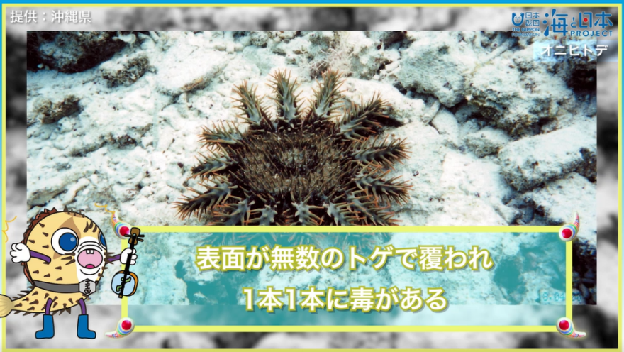 【マブヤー×アバサンシン０７】海の危険生物に気を付けよう！