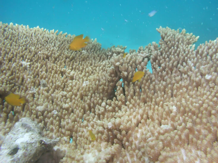 【マブヤー×アバサンシン０６】生命のゆりかご、サンゴを知ろう！