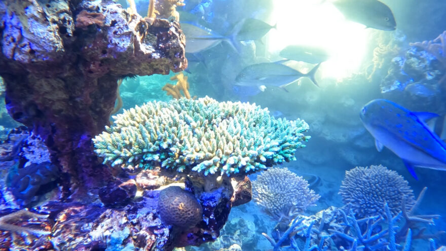 【2021/12/08放送】#35　夏場の高水温に強いサンゴの研究