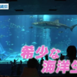 沖縄県北部の本部（もとぶ）町にある、
 国営沖縄記念公園（海洋博公園）「沖縄美ら海水族館」では希少な海洋生物が飼育されています。