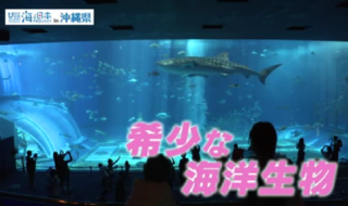 沖縄県北部の本部（もとぶ）町にある、
 国営沖縄記念公園（海洋博公園）「沖縄美ら海水族館」では希少な海洋生物が飼育されています。