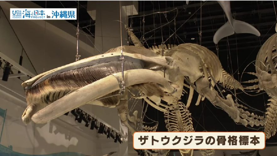【2023#7】神秘の海を感じる！名護博物館のクジラ標本に迫る
