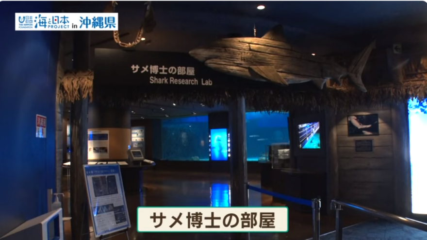 【2023#19】【海のハンターを知る！】サメ博士が教える美ら海水族館の秘話
