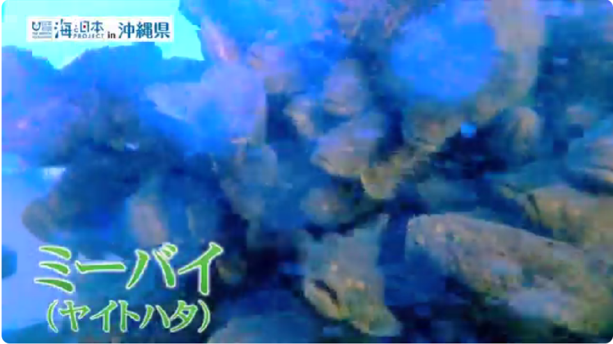 【2023#31】【沖縄の海を救う青色LED？】琉球大学のミーバイ養殖プロジェクト