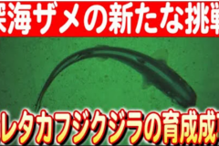 【2024#5】【沖縄美ら海水族館の快挙】世界初のヒレタカフジクジラ人工子宮育成成功とその成果