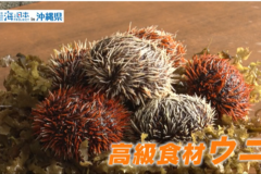 【2025#5】シラヒゲウニ養殖（久米水産）