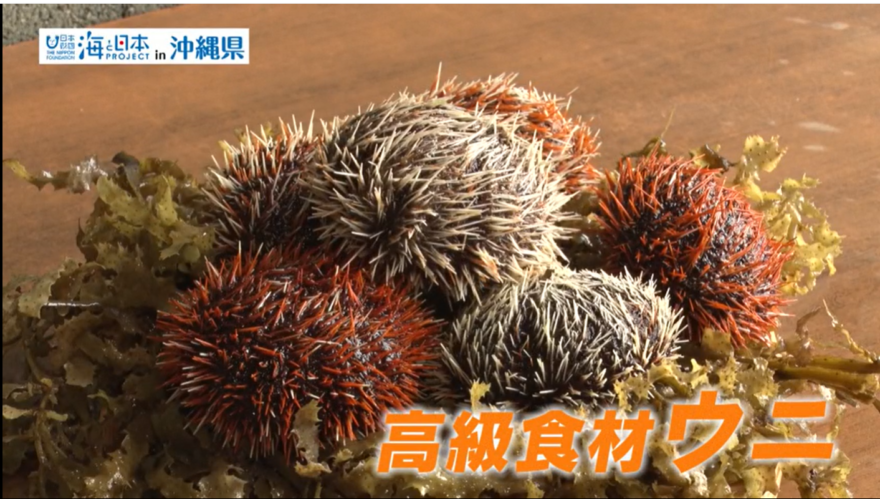 【2025#5】シラヒゲウニ養殖（久米水産）