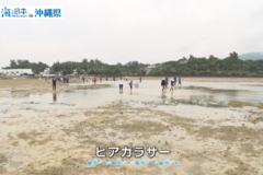【2025#7】伝統漁法ヒアガラサー
