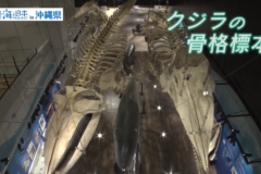 【2025#14】名護・やんばるを五感で学べる名護博物館