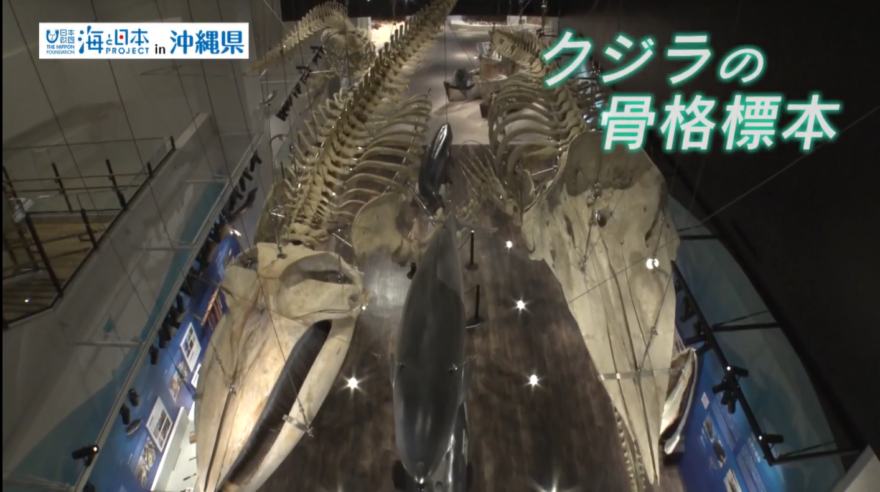 【2025#14】名護・やんばるを五感で学べる名護博物館