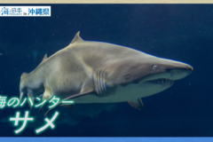 【2025#17】うるま市のサメ駆除とサメ革の利用したワークショップを紹介