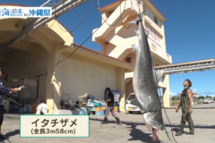 【2025#18】未利用魚のサメを美味しくいただきます