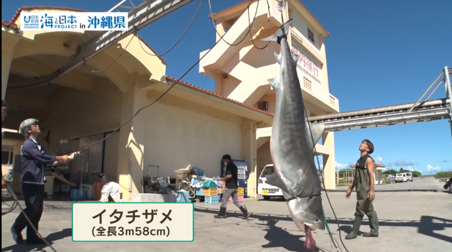 【2025#18】未利用魚のサメを美味しくいただきます