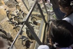 新年に行ってきましたDMMかりゆし水族館！ vol8（2025）