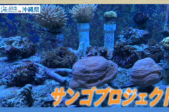 【2025#33】恩納村産業まつり　サンゴの村フェスタ