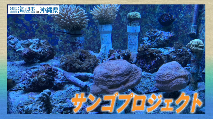 【2025#33】恩納村産業まつり　サンゴの村フェスタ